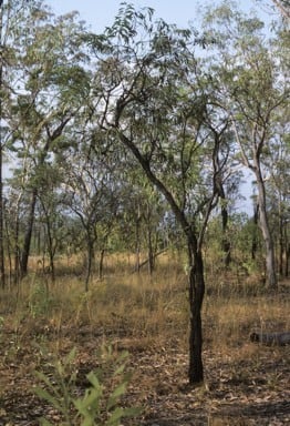 Archivo:Acacia mimula.jpg