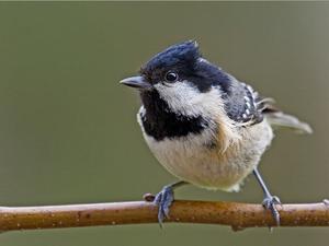 Archivo:Carbonero 2.jpg