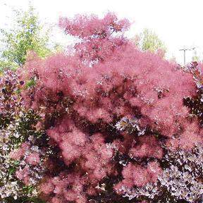 Archivo:Cotinus.jpg