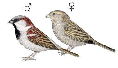 Archivo:Gorrion diferencias macho hembra.jpg