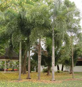 Palma cola de zorro.jpg