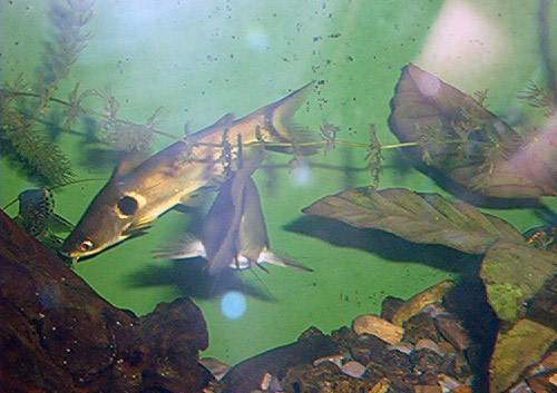 Archivo:Pez Gato Sol.jpg