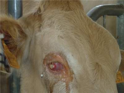 Archivo:Queratoconjuntivitis infecciosa.jpg