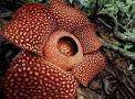 Raflesiaceae.jpg