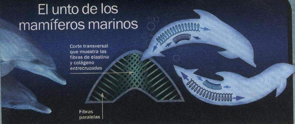 Животном жире. Жир морских млекопитающих. Морж келич. Ворвань морских млекопитающих. Ластоногие млекопитающие морж.