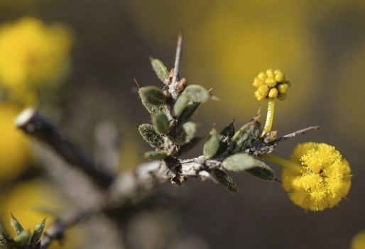 Archivo:Acacia erioclada 2.jpg