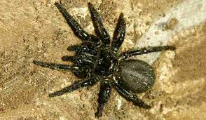 Araña de sidney.jpg