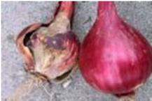 Archivo:Botrytis cebolla.jpeg