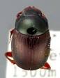 Canthidium tenebrosum.jpeg