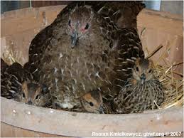 Archivo:Cria de elliots.jpg