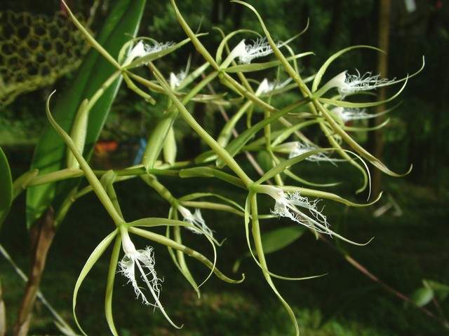 Archivo:Epidendrum ciliare P.jpg