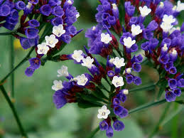 Limonium spectabile.jpg