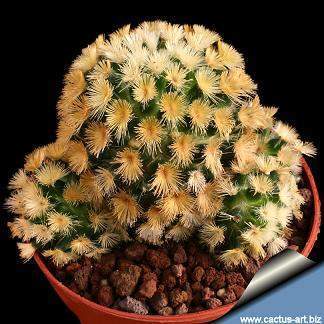 Archivo:Mammillaria carmeneae.jpg