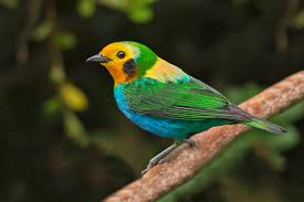 Tangara multicolor.jpg