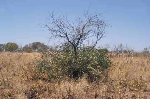 Archivo:Acacia marramamba 1.jpg