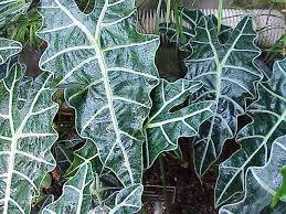 Alocasia sanderiana.jpg