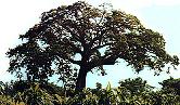 Arbol guatemala.JPG