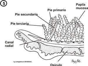 Archivo:Borde del brazo.jpg