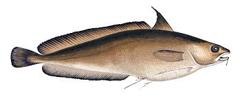 Archivo:Brótola de fango.jpeg