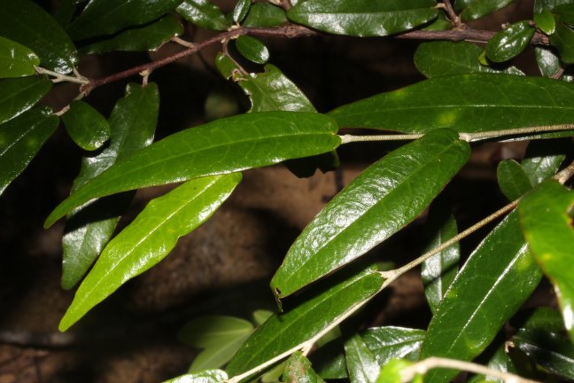 Archivo:Croton elaeagni 1.jpg