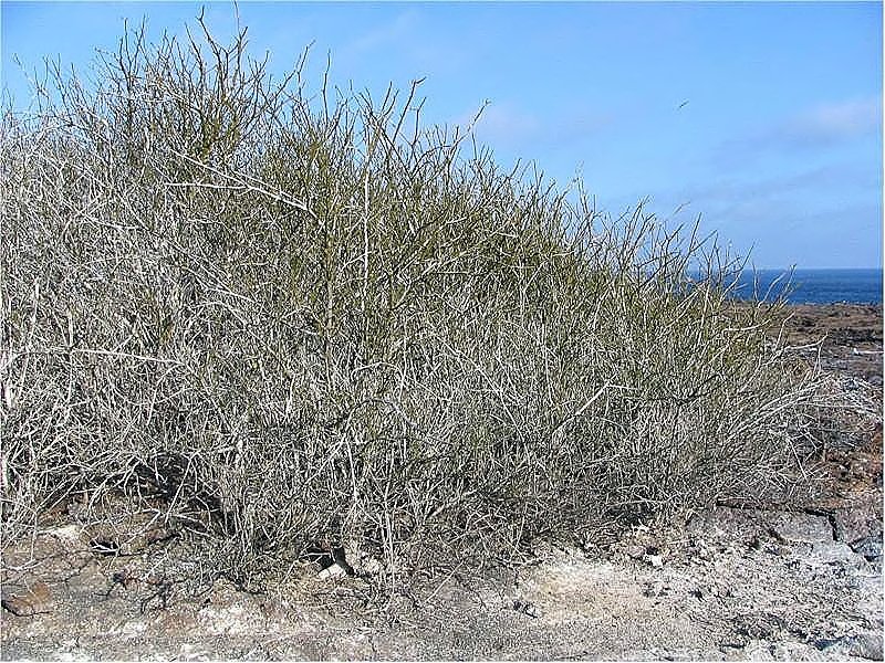 Archivo:Croton scouleri 1.jpg