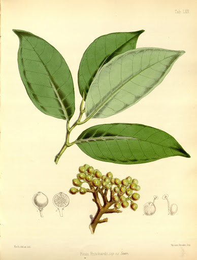 Archivo:Ficus pritchardii.jpg