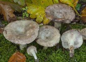 Lactarius luridus1.jpg