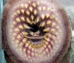 Malmiana philotherma.jpg