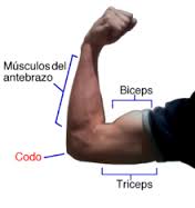 Musculos biceps 1.jpeg
