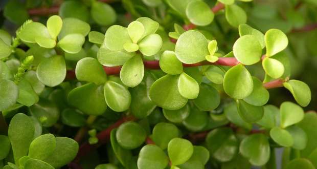 Archivo:Portulacaria afra 2.jpg