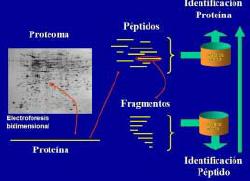 Proteómica.JPG