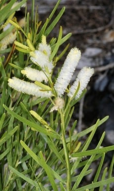 Archivo:Acacia gonocarpa 3.jpg