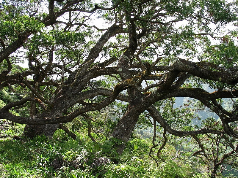 Archivo:Acacia koa 2.jpg