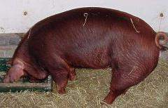 Archivo:Duroc jersey.jpg