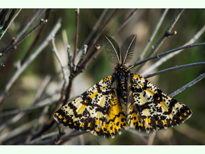 Eurranthis plummistaria.jpg