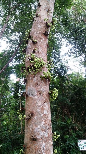 Archivo:Ficus variegata 3.jpg