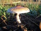 Hongo Psilocybe baeocystis.jpeg