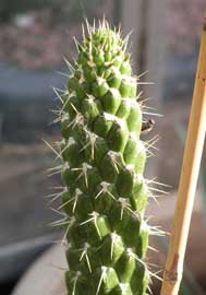 Opuntia-cylindrica.jpg