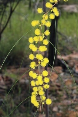 Acacia jasperensis.jpg