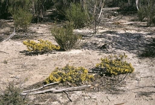 Archivo:Acacia lachnophylla 1.jpg