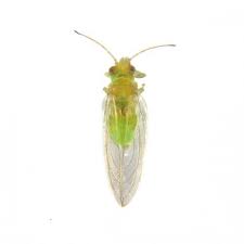 Glycaspis brimblecombei.jpg