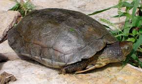 Tortuga leprosa.jpg