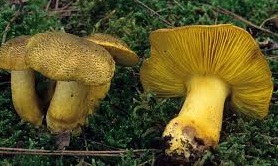 Tricholoma prasinochrysum.jpg