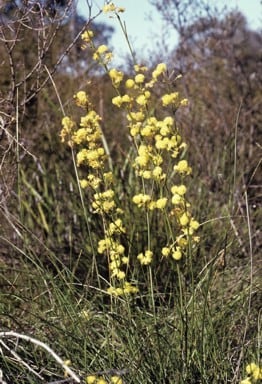 Archivo:Acacia flagelliformis 1.jpg