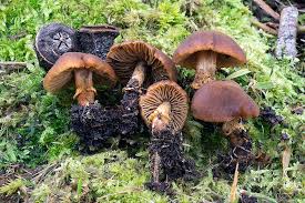 Descolea maculata.jpg