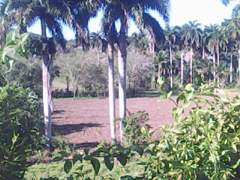 Archivo:Guir cons.jpg