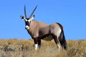 Oryx gazella.jpg