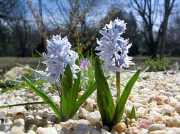 Puschkinia scilloide 1.jpeg