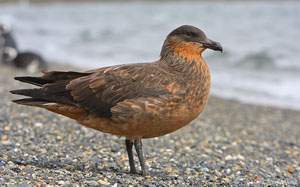 Skua.jpg