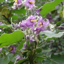 Solanum vespertilio.jpg